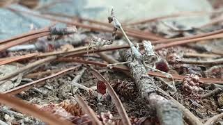Peygamber Devesi Mantid Mantodea Praying Mantis
