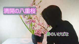 【満開の八重桜をいける】_カラー_春の花_Springflower