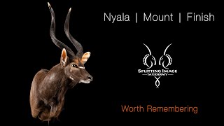 Nyala | Mount & Finish | Splitting Image Taxidermy