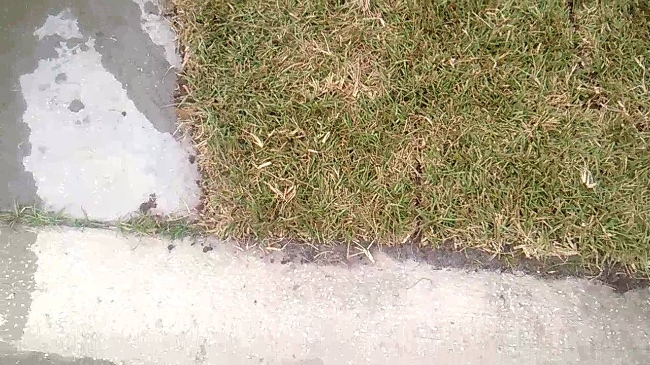 the do's and don'ts and shoulds and shounts of laying sod YouTube