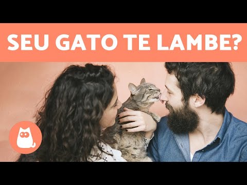 Vídeo: Por Que Meu Gato Me Lambe?