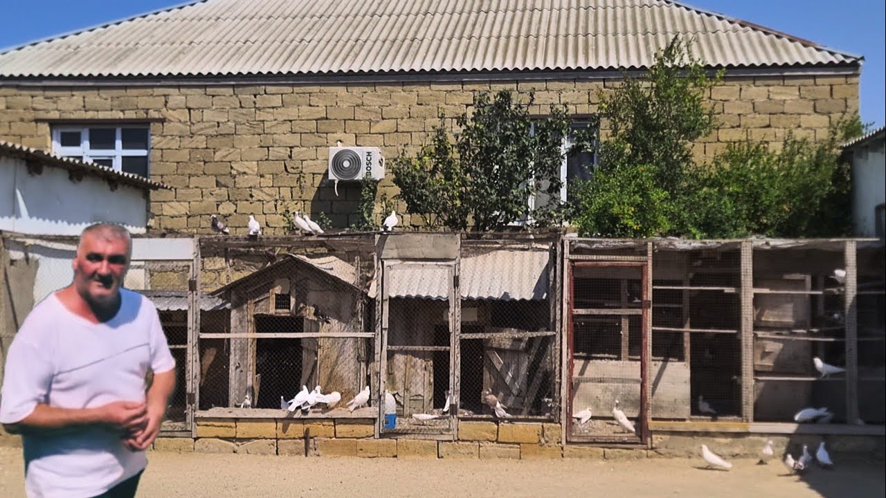 Əhməd Coratlinin Goyercinleri 29.07.2025  13cu iştirakci #bakigoyercinleri #goyercinler 