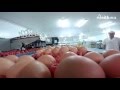 Euskaber, expertos en la producción de huevos Eusko Label