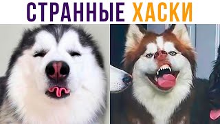 СТРАННЫЙ ХАСКИ) Приколы | Мемозг #479