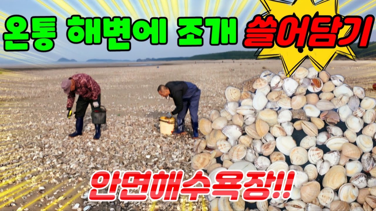 초토화 된 바다가 뒤집어진 해수욕장에 쫙~깔린 조개 무덤!!