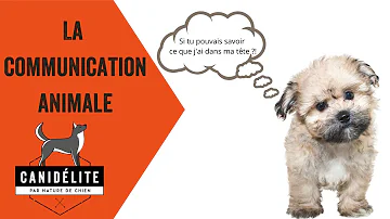 Comment marche la communication animal ?