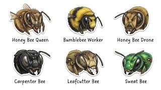 Every BEE Type Explained in 6 Minutes