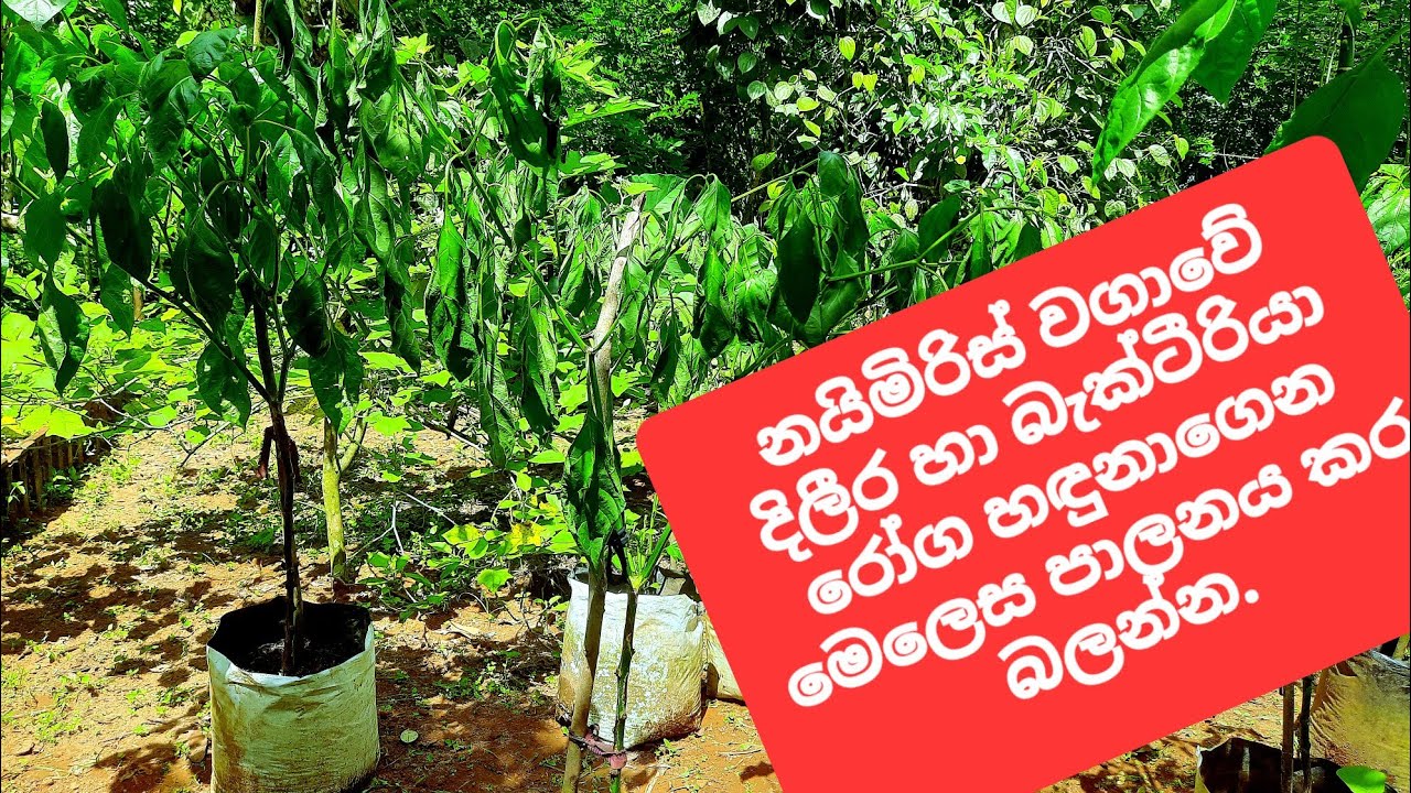 නයිමිරිස් වගාවේ බැක්ටීරියා හිටුමැරීම සහ දිලීර රෝග හඳුනාගෙන මේ විදිහට පාලනය කරමු.
