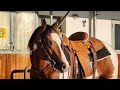 Ottovolante r  2019 american paint horse stallion