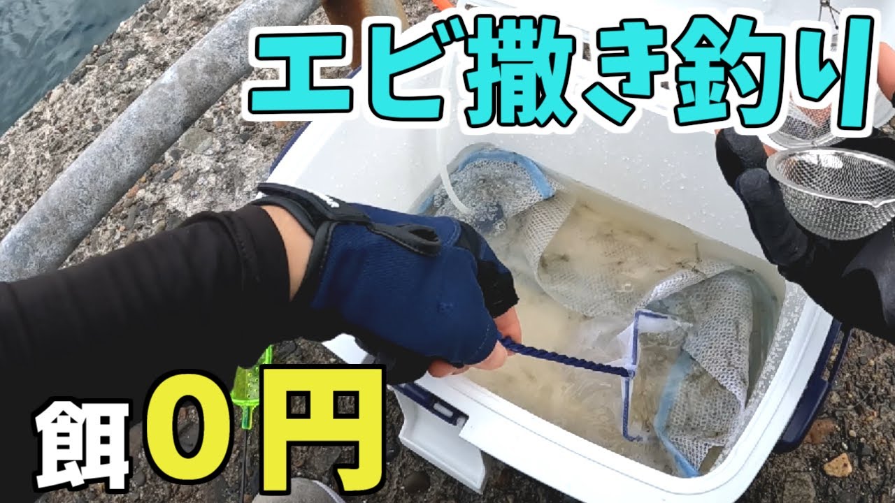 Shrimp fishing] No bait cost! Can the shrimp you collect be used