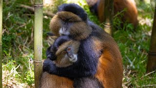 Golden Monkeys in Uganda