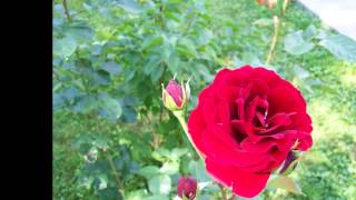 Hey Rose by Ron Sexsmith