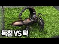 전갈의 '독침' VS 사슴벌레의 '턱'...과연 승자는?! [국왕전 시즌2 토너먼트 1라운드 5~8경기]