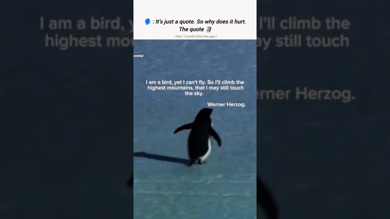 This penguin is from Werner Herzog documentary, likely Encounters at the End of the World (2007)