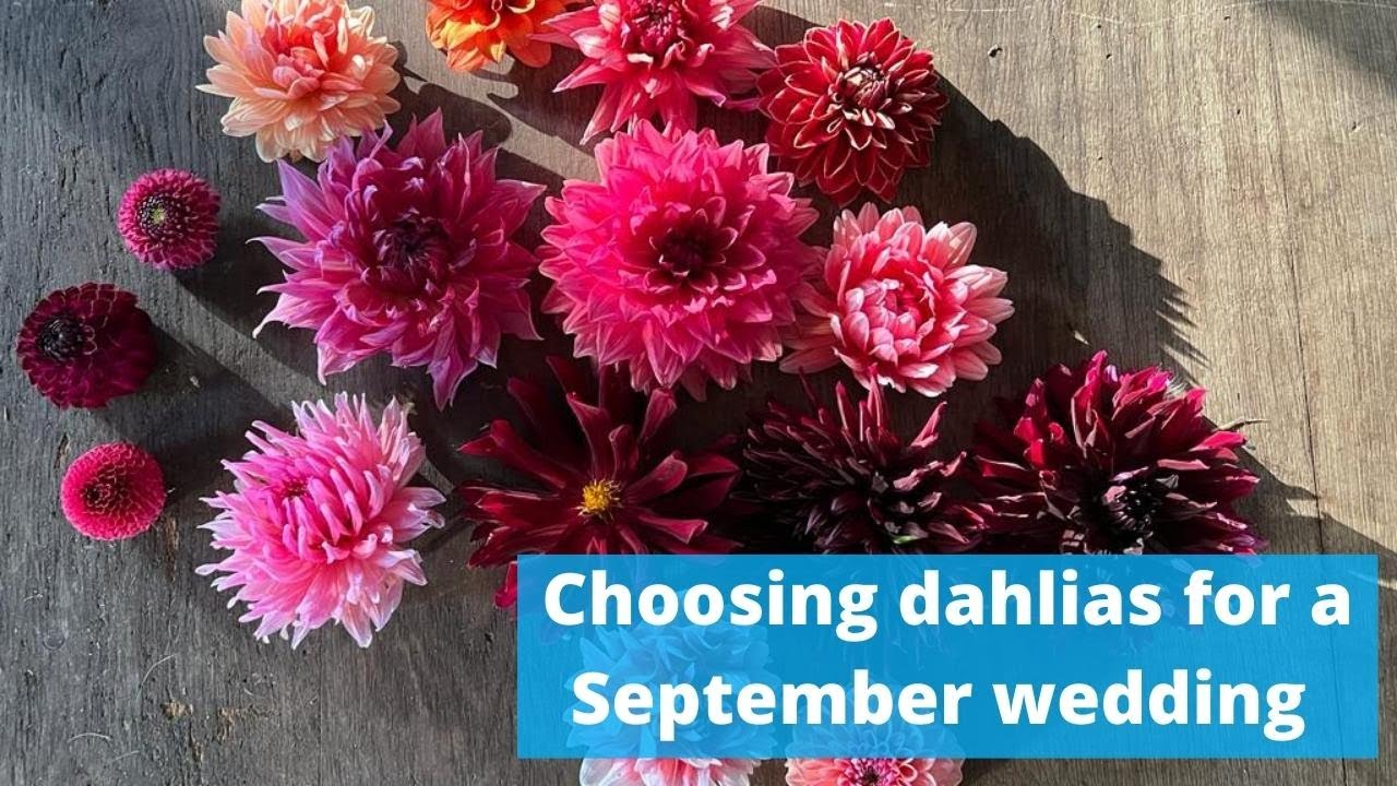 Planning dahlia based wedding flowers for a September wedding x