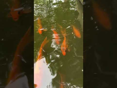 Golden fish are swimming try to find food 8593