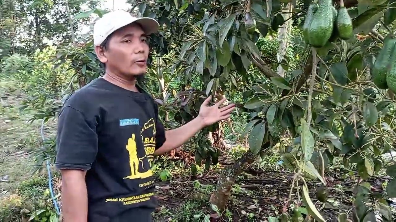 Alpokat paling genjah