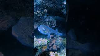 LIRIKAN MAUT ikan Buntal (Puffers Fish) di Pulau Pahawang ( Freedive Pahawang Island) Lampung