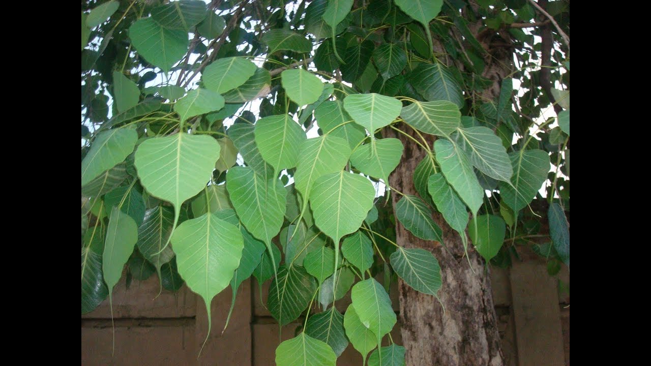 essay peepal tree in hindi