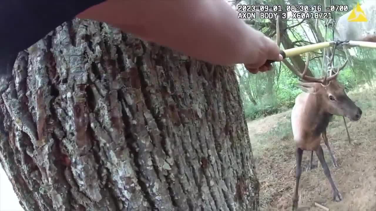 Deputies free elk with antler trapped in broken tree swing - YouTube