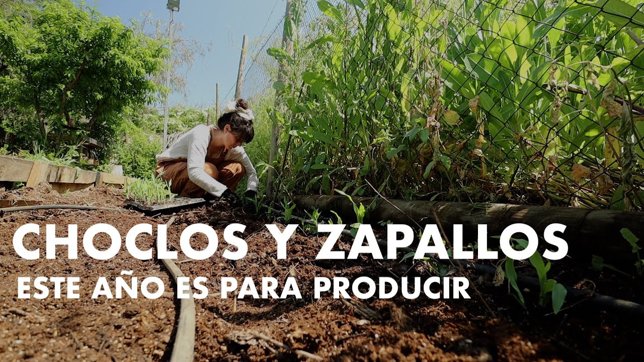 Cultivo de Choclos y Calabazas Trasplante al huerto | Este año es para nuestra #soberaniaalimentaria
