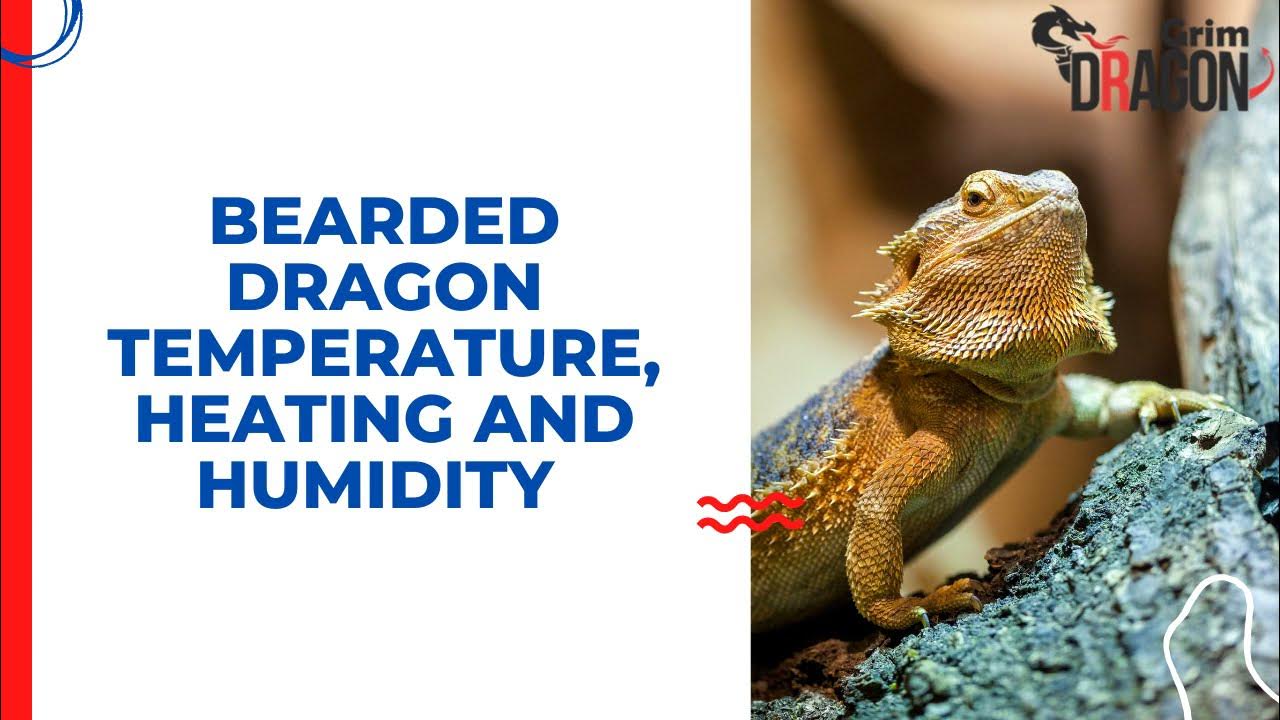 Bearded Dragon Temperature Heating and Humidity YouTube