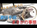 手術完了の連絡が来たと思ったら…まさかの？避妊手術の記録／When I was contacted after the surgery, I was told something unexpected
