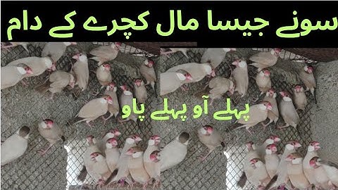 Fawn Java Sparrow Breeding Setup|| Sonay Jaisa Maal Chachray Kai Dam ||  Asif Birds Farm 