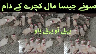 Fawn Java Sparrow Breeding Setup|| Sonay Jaisa Maal Chachray Kai Dam ||  Asif Birds Farm