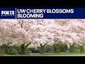 UW cherry blossoms blooming in Seattle | FOX 13 Seattle