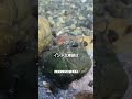 インドで投網投げてみた