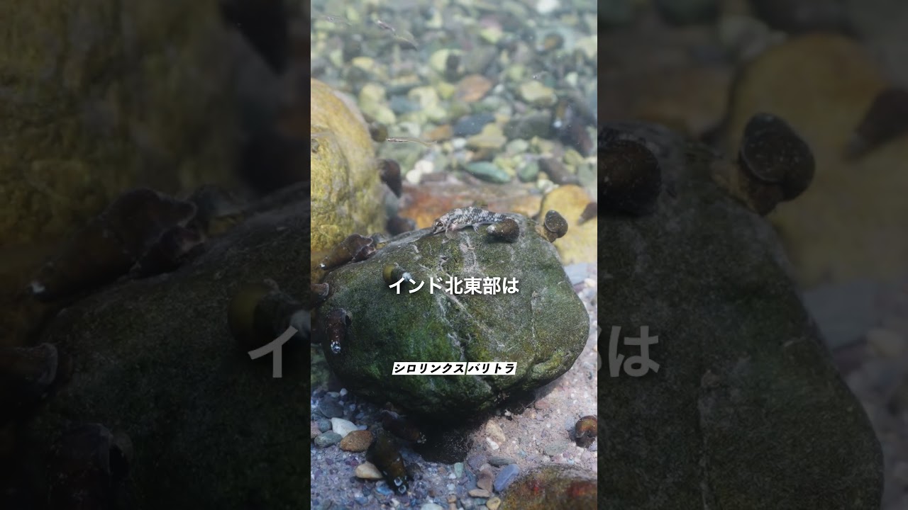 インドで投網投げてみた