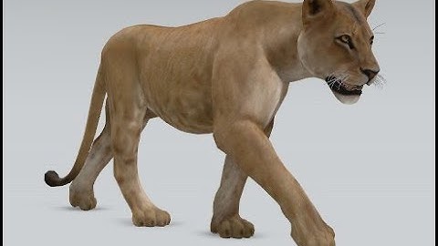 Lion Walk | Animation walk cycle