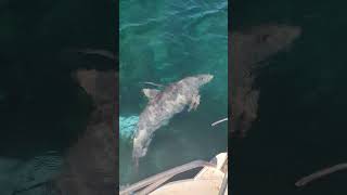 Dolphinssuper Lucky To Have This Pod Put On A Show For Us. I Was As Excited As A 12Yo Girl