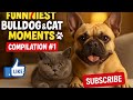 Funniest Dog & Cat Moments 😂 FUNNY ANIMALS