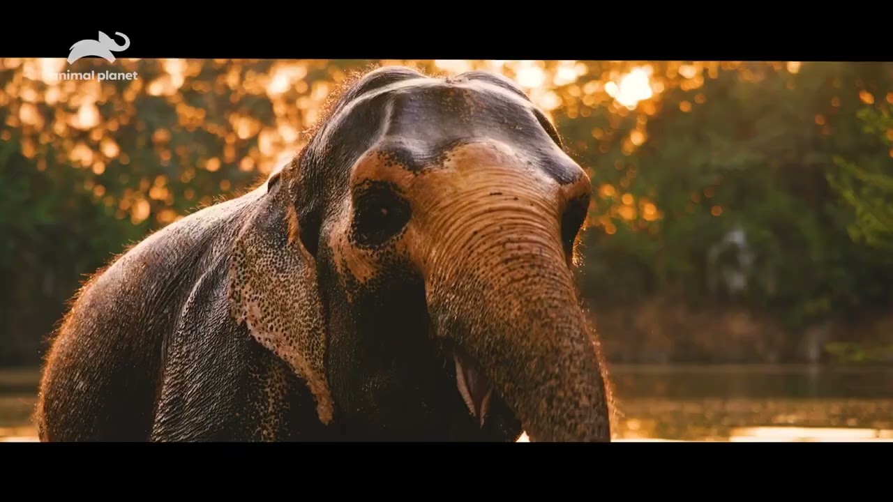 Phantasticus Pictures объявляет о запуске фильма VANTARA: SANCTUARY STORIES, премьера которого со...