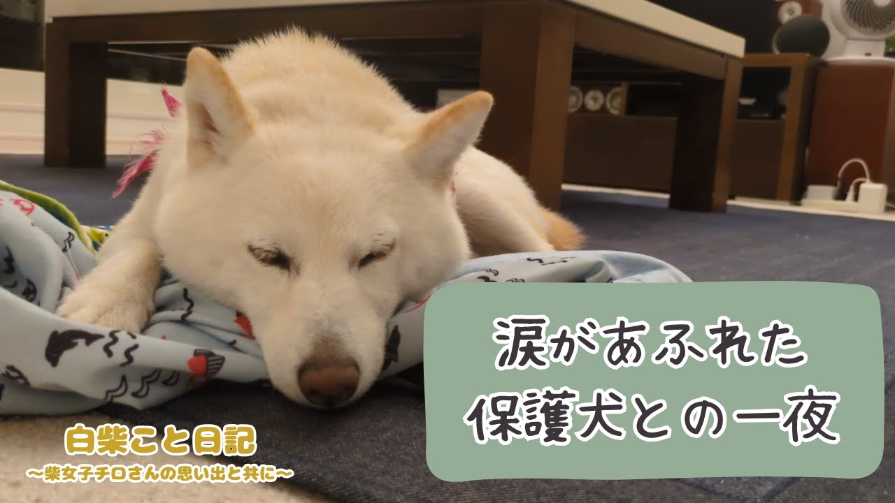 【保護犬と一夜】久々のリビング寝で 先代犬の事を思い出し涙｜老犬介護は愛おしく優しい時間でした｜大好きなチロさん