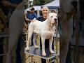 Bully Kutta