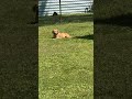 #k9 #protection #sunny #tennessee #subscribe  #follow