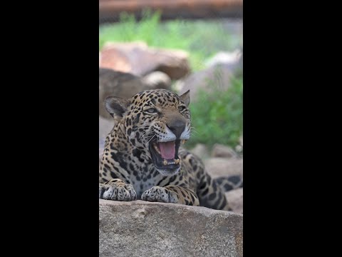 Jaguar Roaring