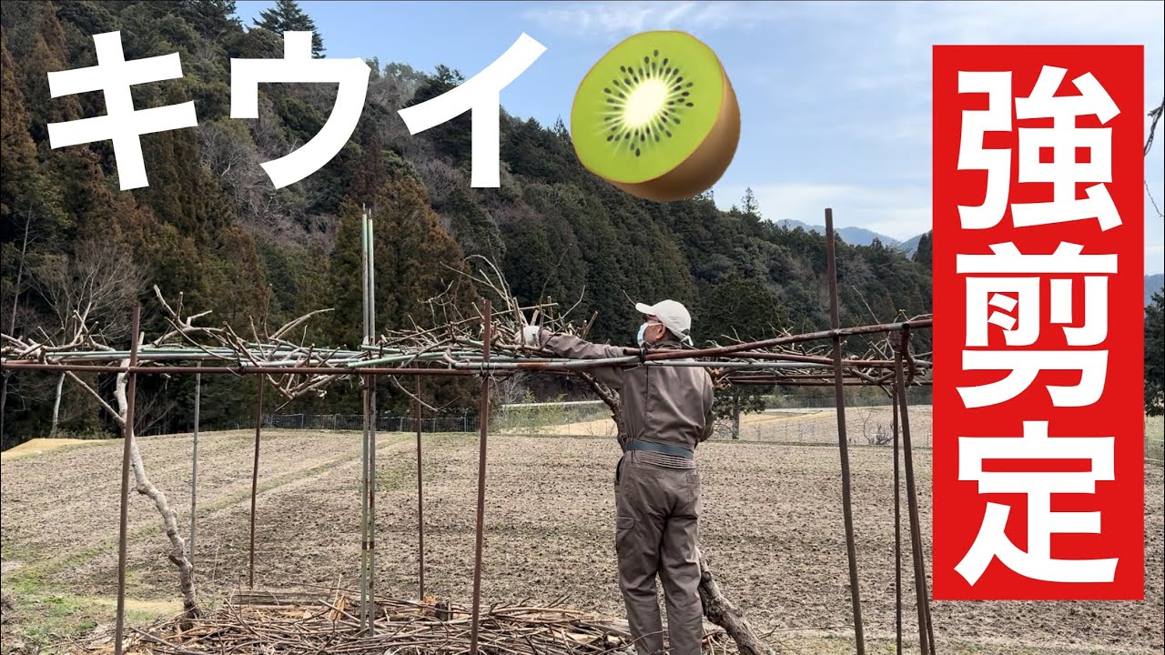 田舎暮らしの日常　￼毎年恒例のキウイの強剪定やりました　飛騨の山奥での生活