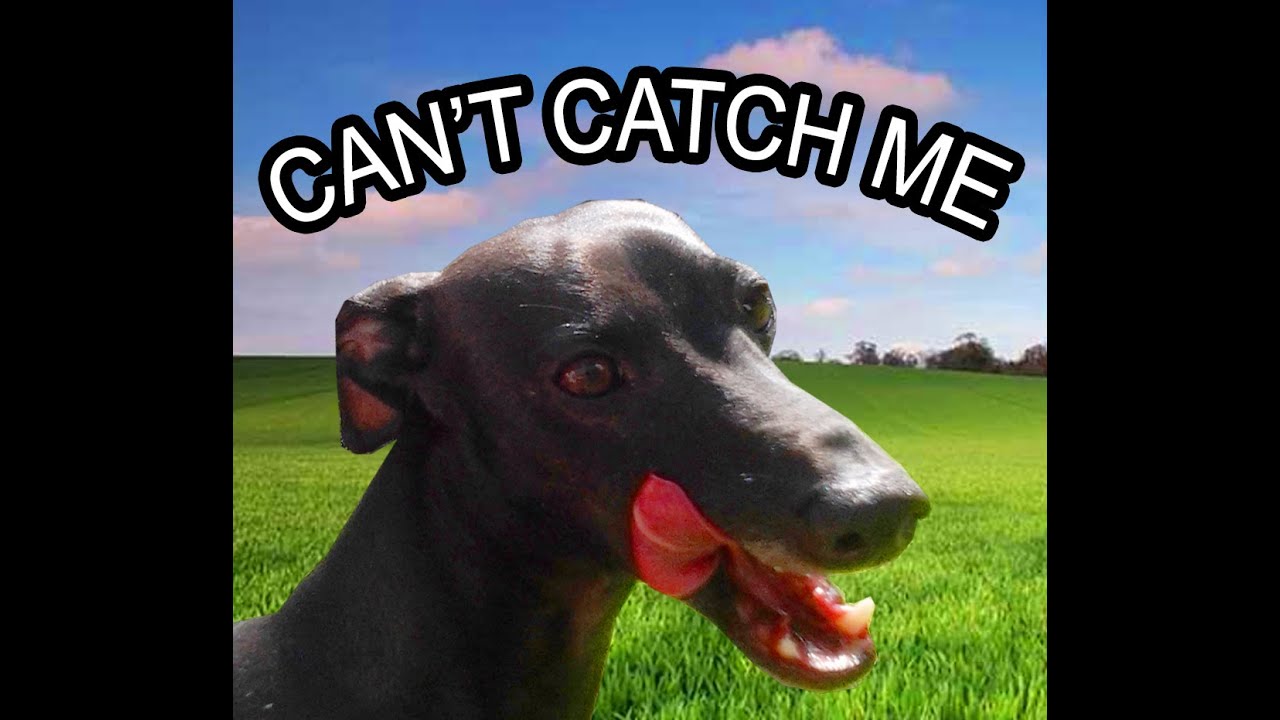 Italian Greyhound being chased, running laps at Qualicum Beach dog park