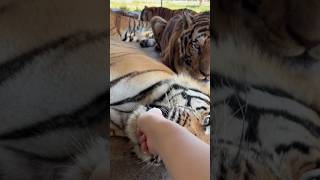 This Tiger Is So Lazy