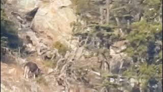 Markhor Wildlife |KaigaCoservation| #markhor #conservation #wildlife