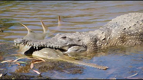 Welche Tiere töten Krokodile?