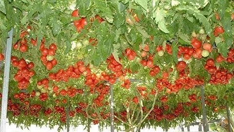 Lạ lùng giống cà chua bạch tuộc hàng ngàn trái