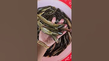 THỨC ĂN CỦA CÁ NHEO CHỈ VÀNG #cagiong #cagiongkiencuong #cachuoihoa #cagiongcuongduyen