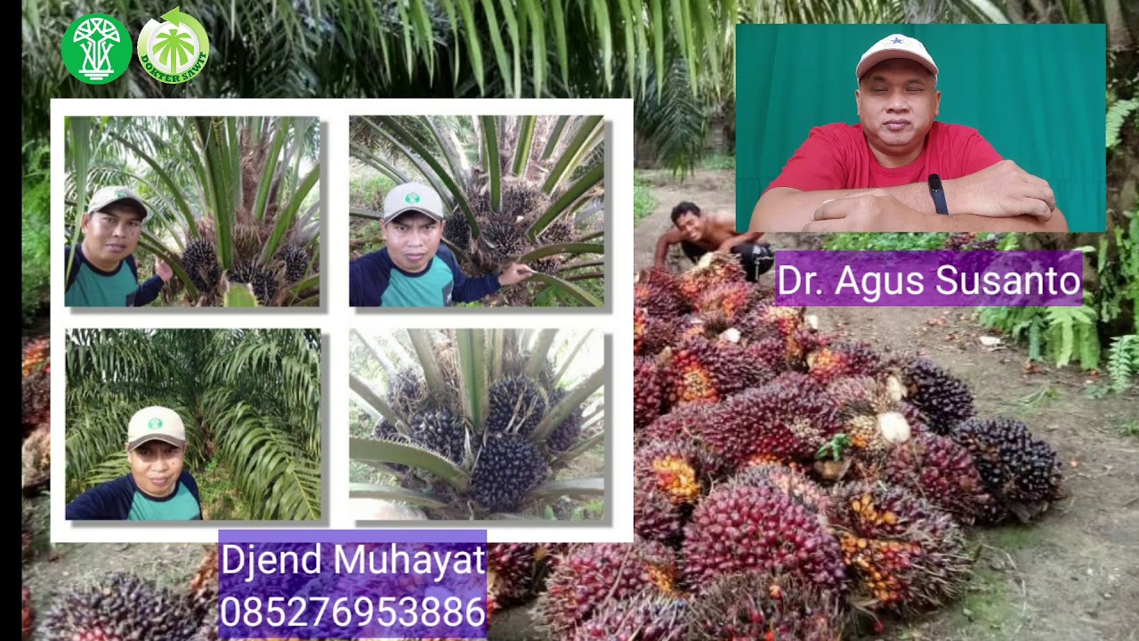 Satu Pohon  Sawit  menghasilkan  Berapa  Kilogram TBS setahun 