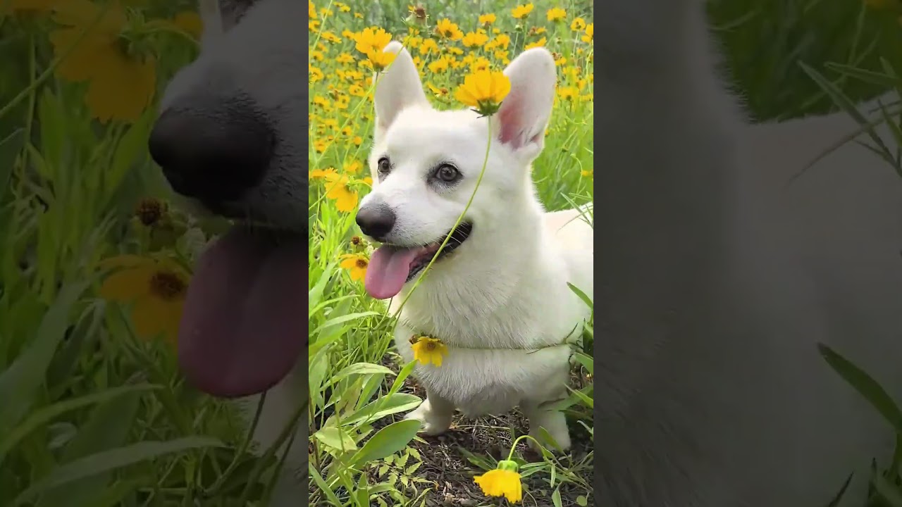 Ever seen a white one? 🐶🐕 