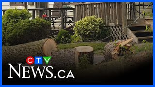 Wind knocks down tree, killing power in parts of London
